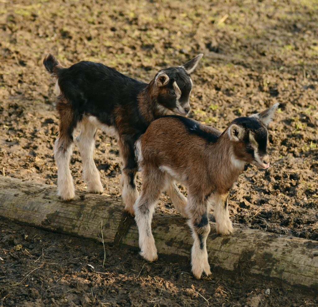 Baby Goats for Goat Yoga