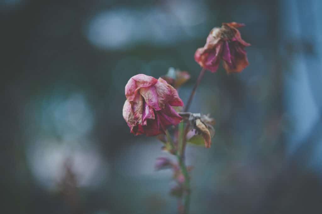 Dying Flowers