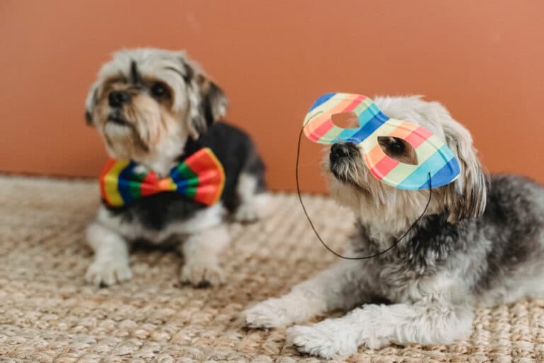 Fun Dog Costumes for a Dog Fashion Show